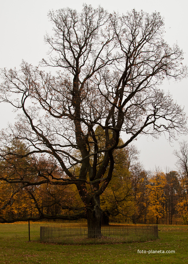 Дворцовый парк