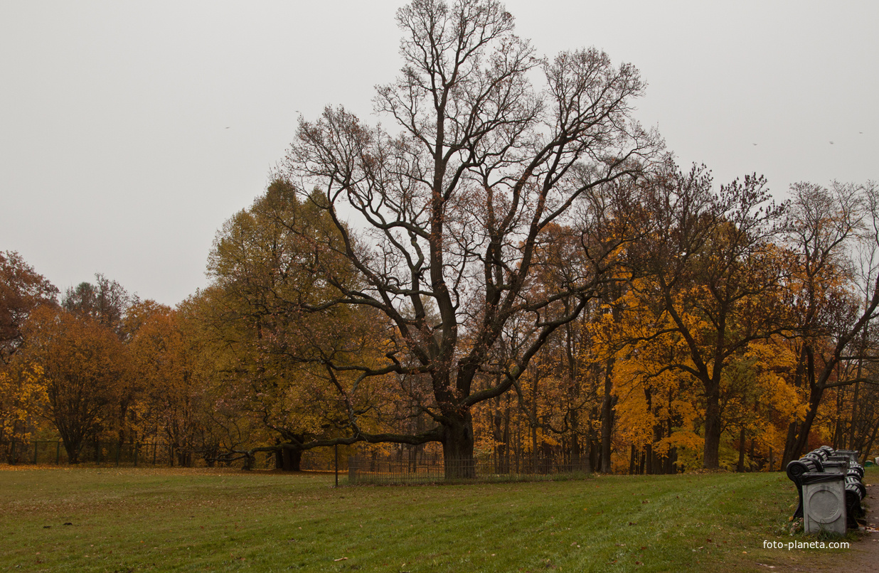 Дворцовый парк