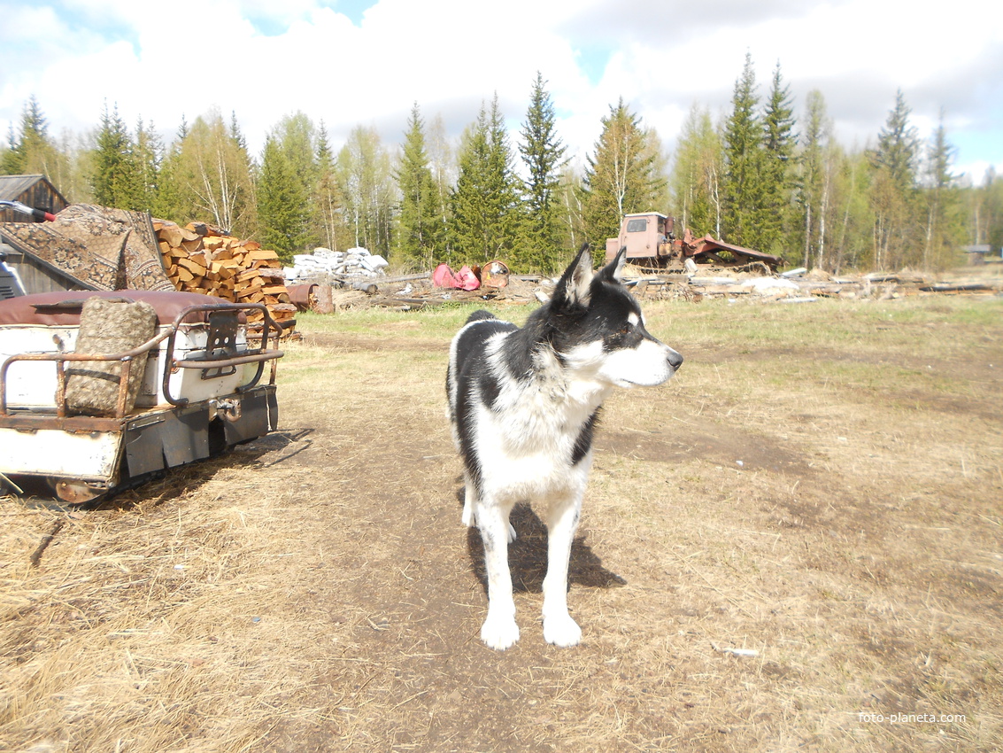 Оскоба,тунгус!