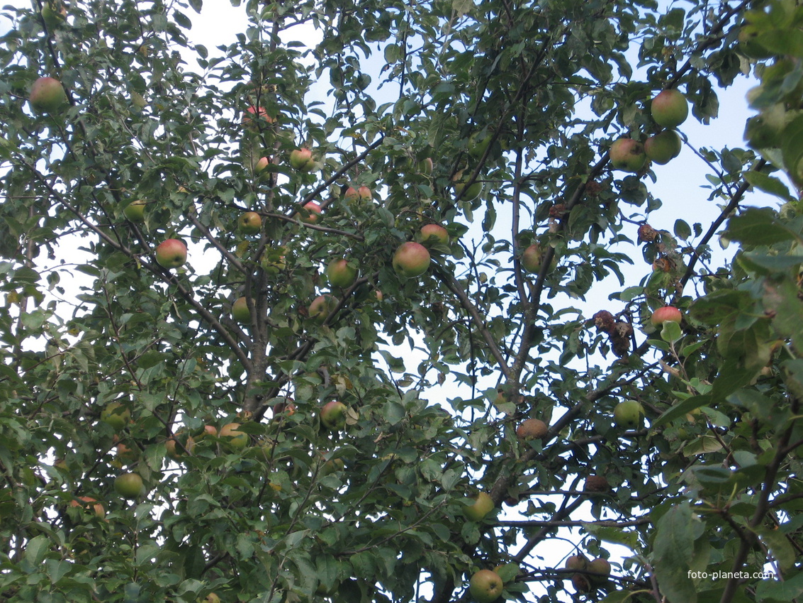 Заборочинские яблочки