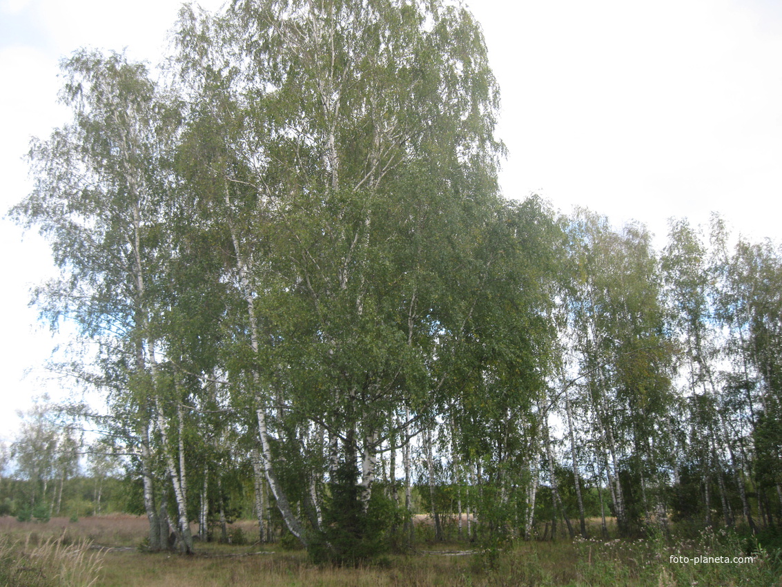 березовый бор