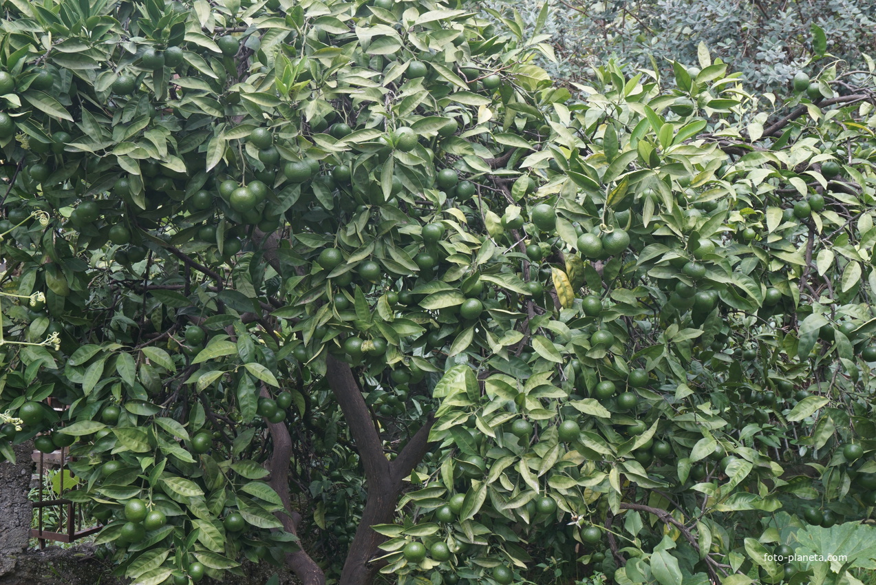 Мандариновое дерево.