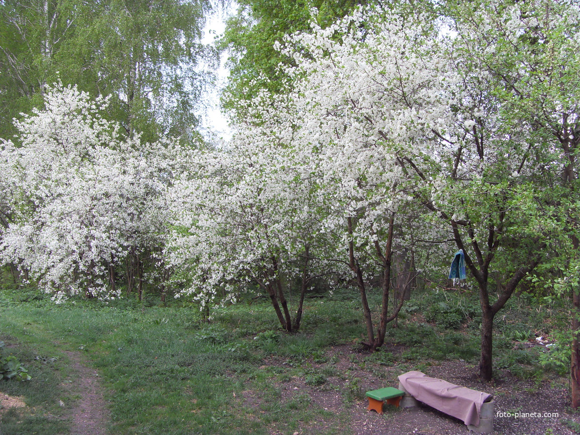вишня цветёт-май
