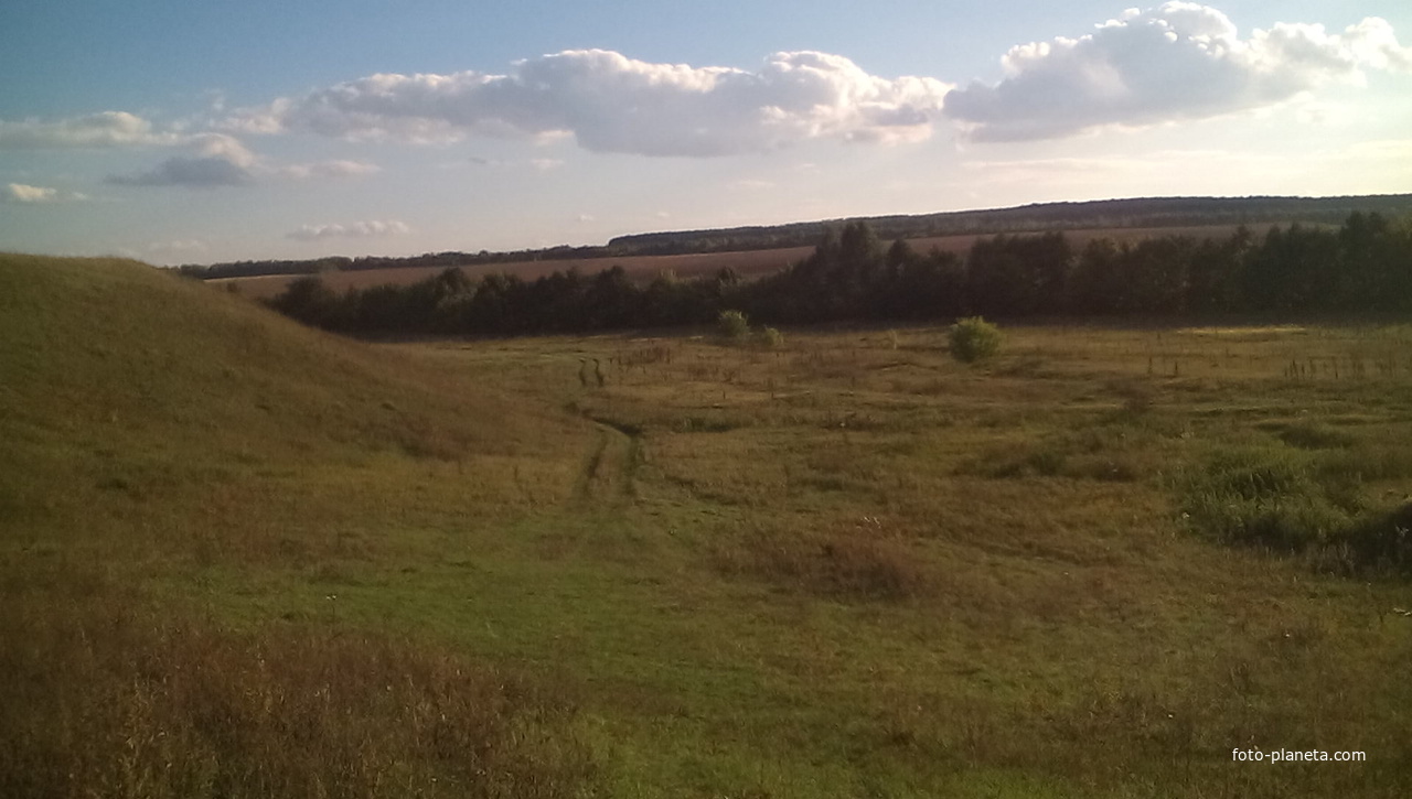 крупный лес