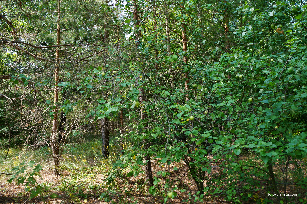 Территория бывших воинских частей