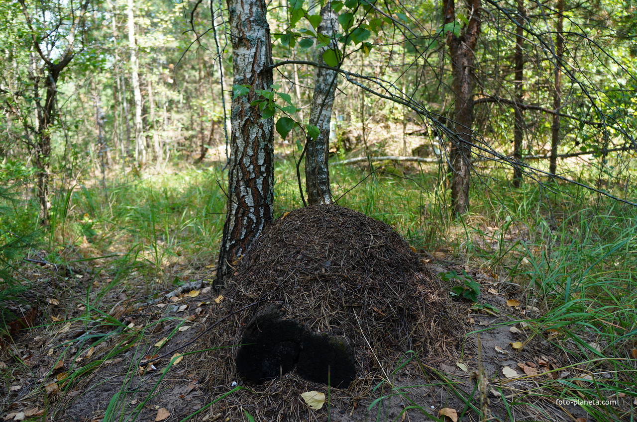 Территория бывших воинских частей