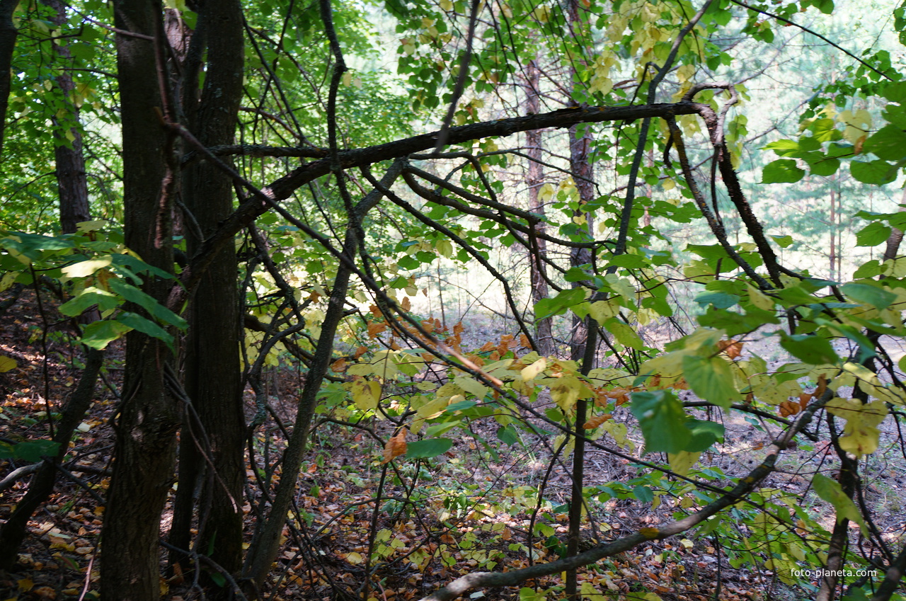 Территория бывших воинских частей