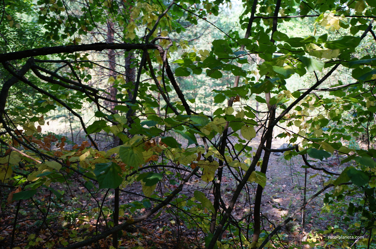 Территория бывших воинских частей