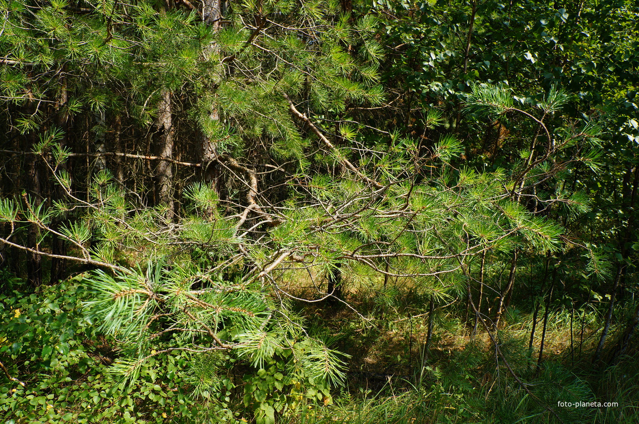 Территория бывших воинских частей