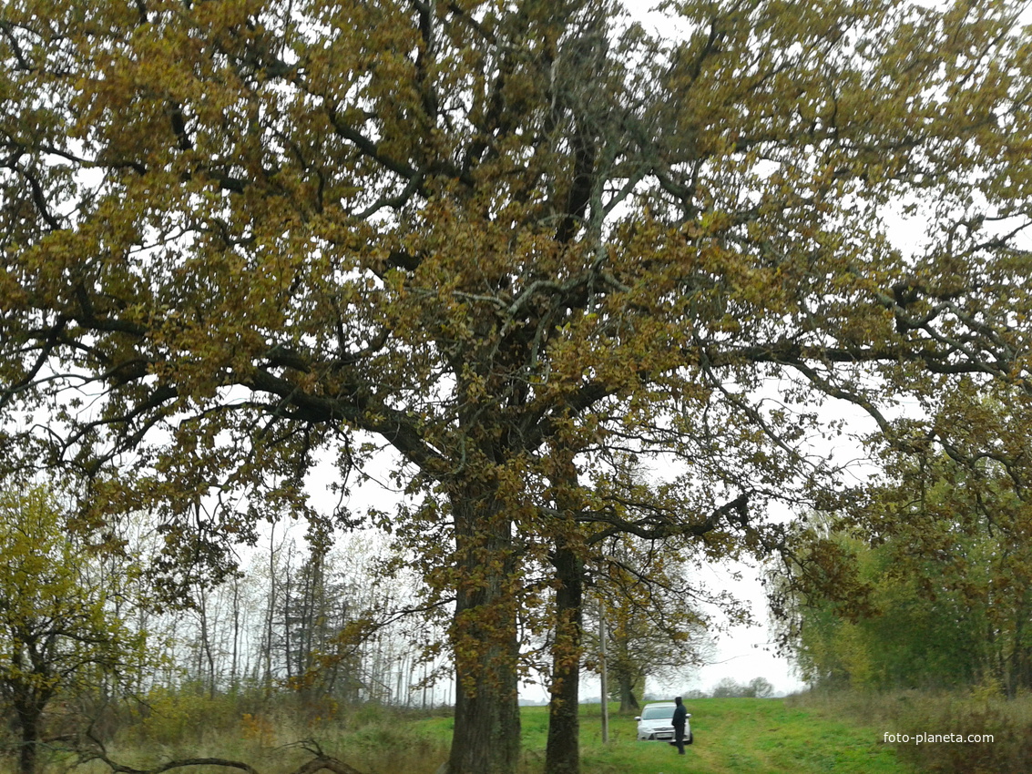 деревня Жагорево, октябрь 2014