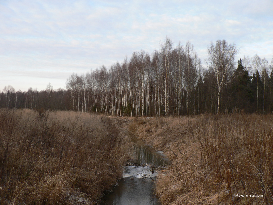 ..Бобровая плотина у деревни Зады.