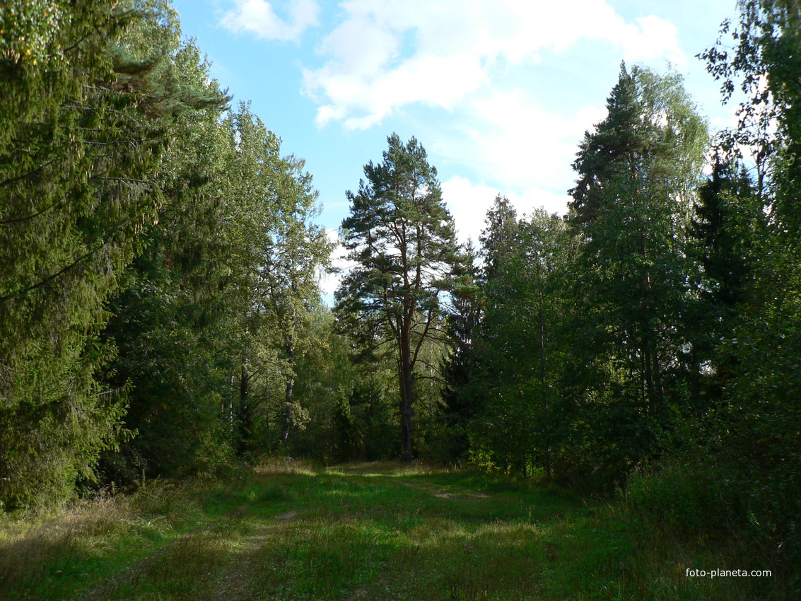 Окрестности Задов.