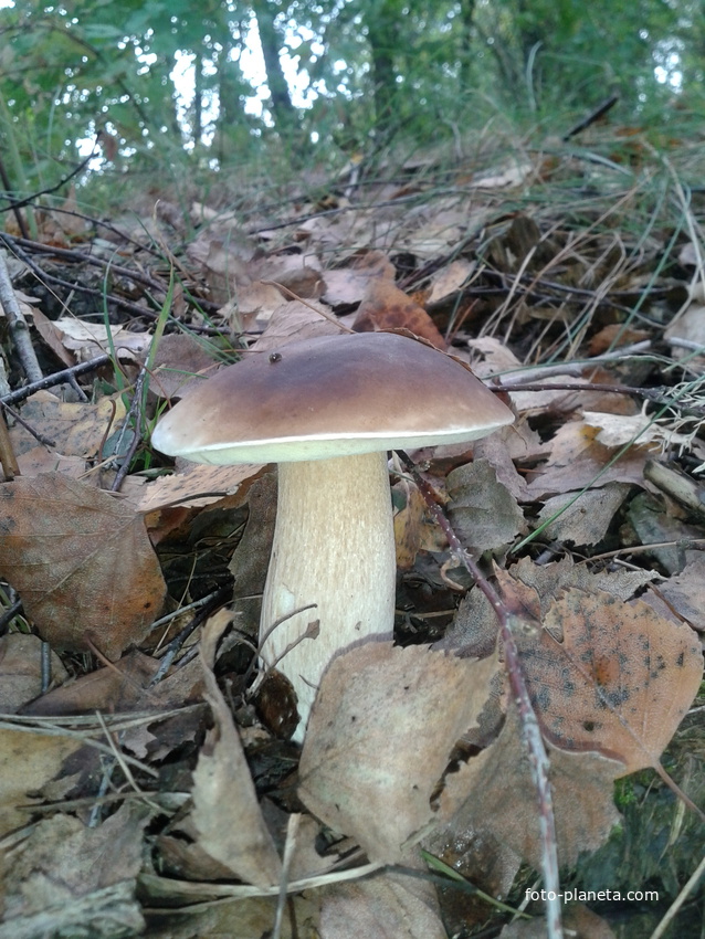 гриби біля ставка в Ступно