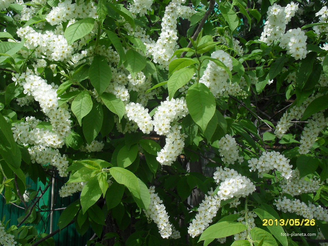 Черёмуха душистая