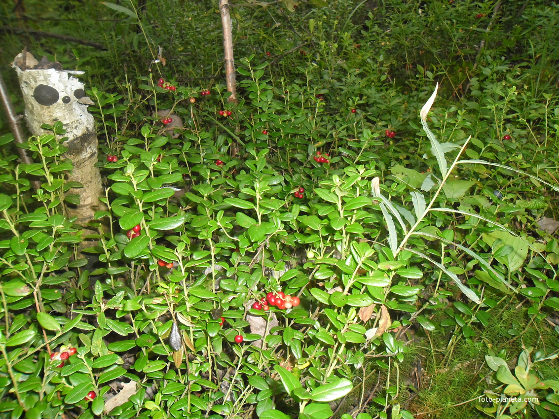 Ягодные места