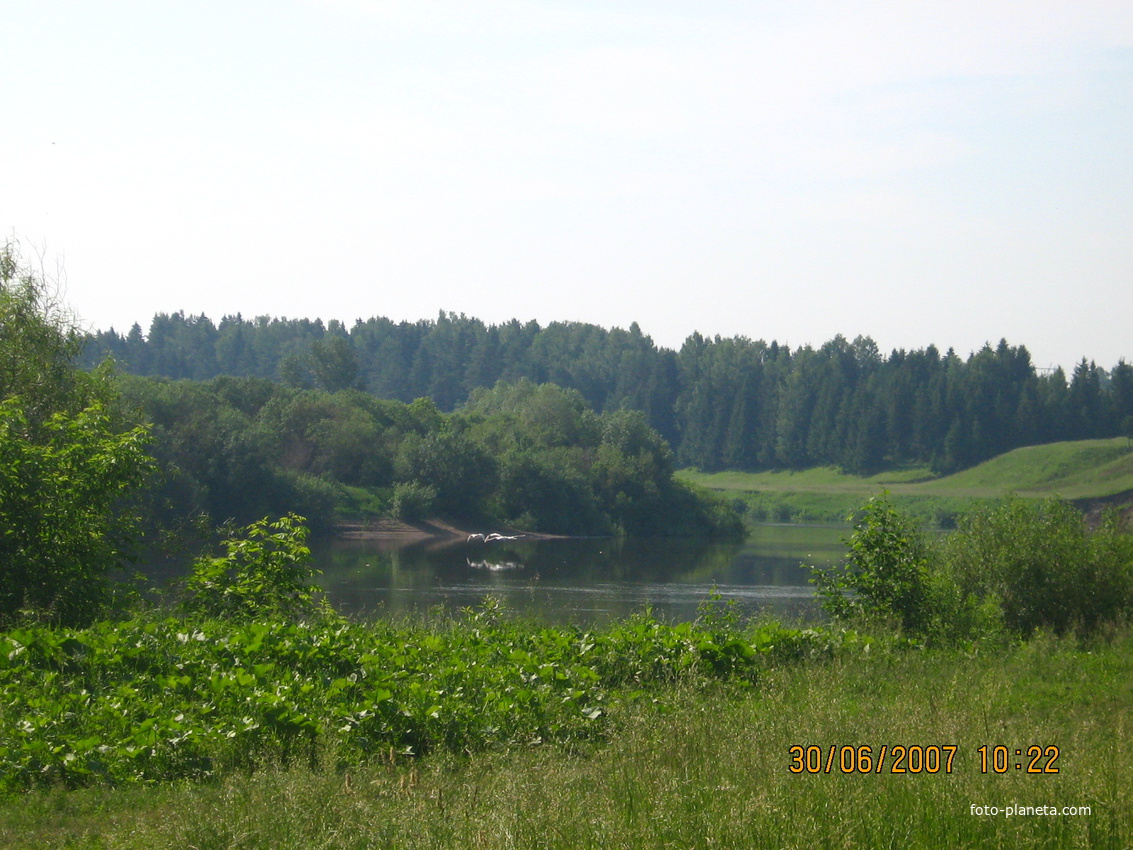 лебеди в Кочебахтино