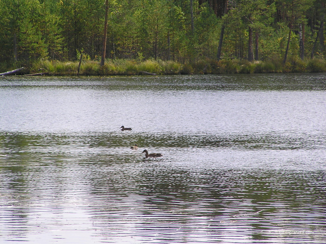 озеро Святое - 5 км от д. Озеревичи