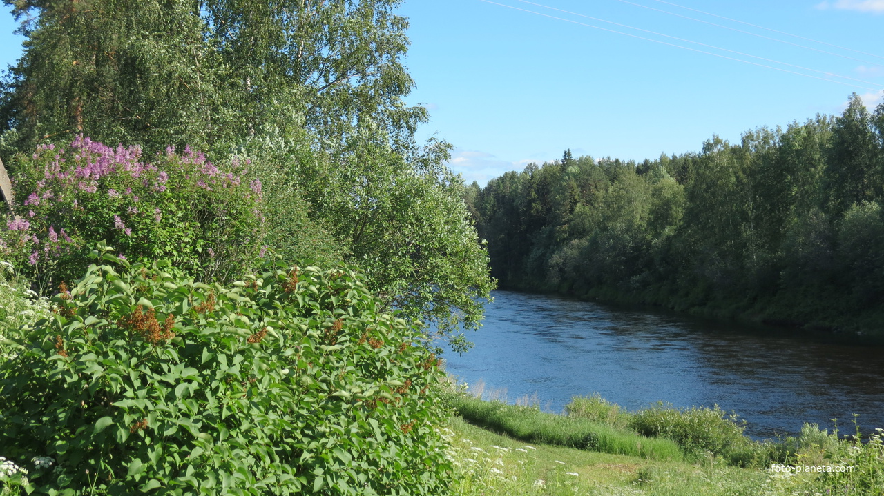 река Оять с берега деревни Валданицы