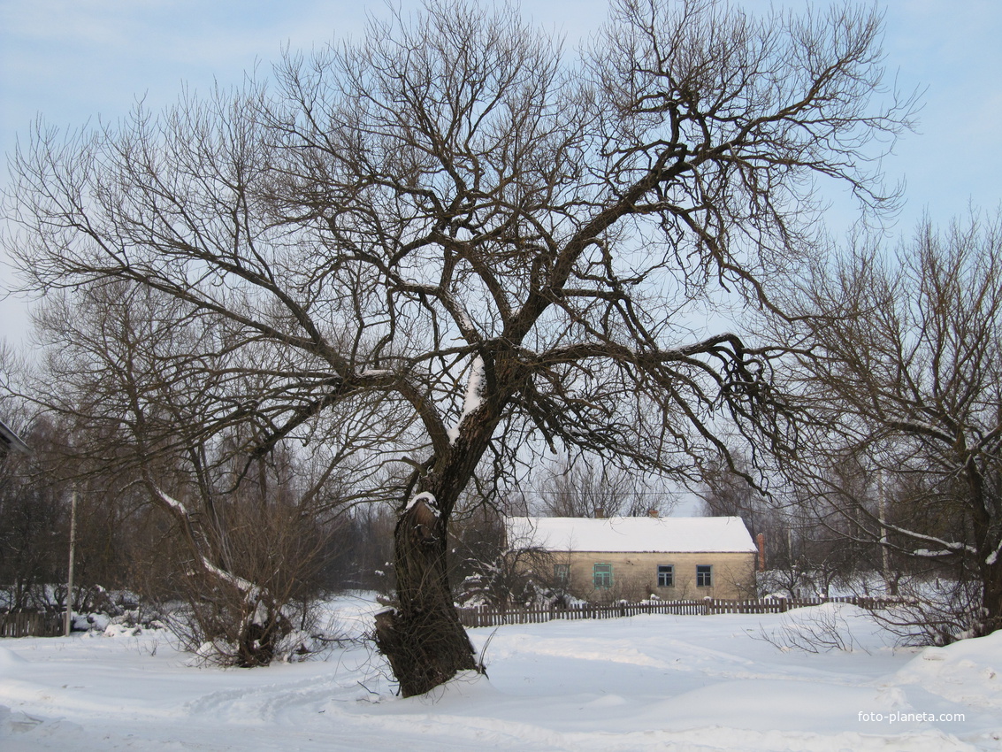 Верба у магазина.