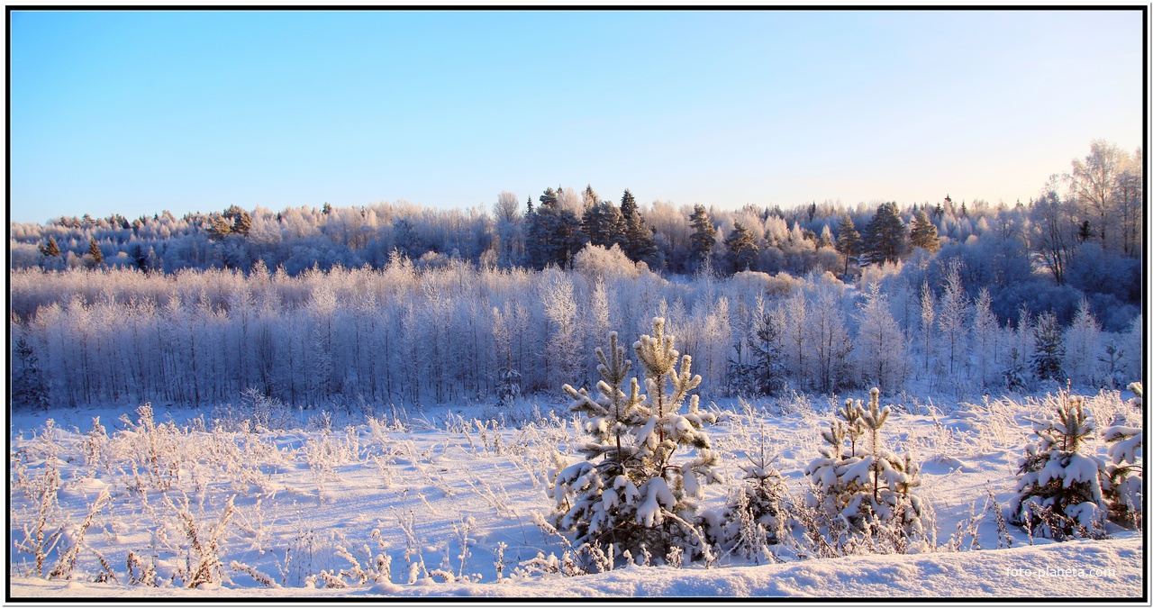 Зимний лес.