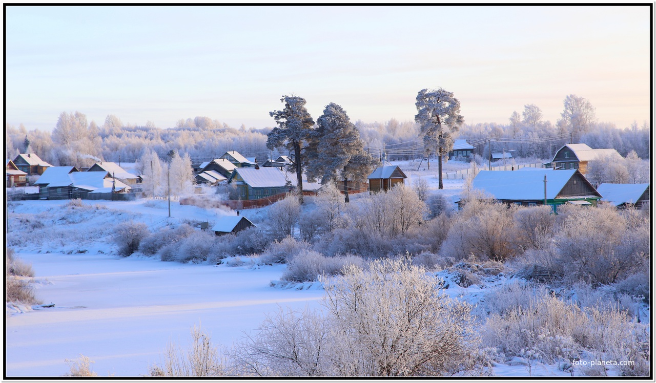 Старые сосны.