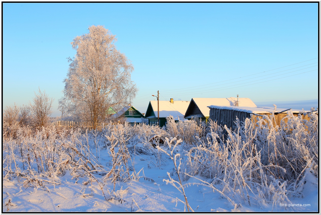Береза у дороги.
