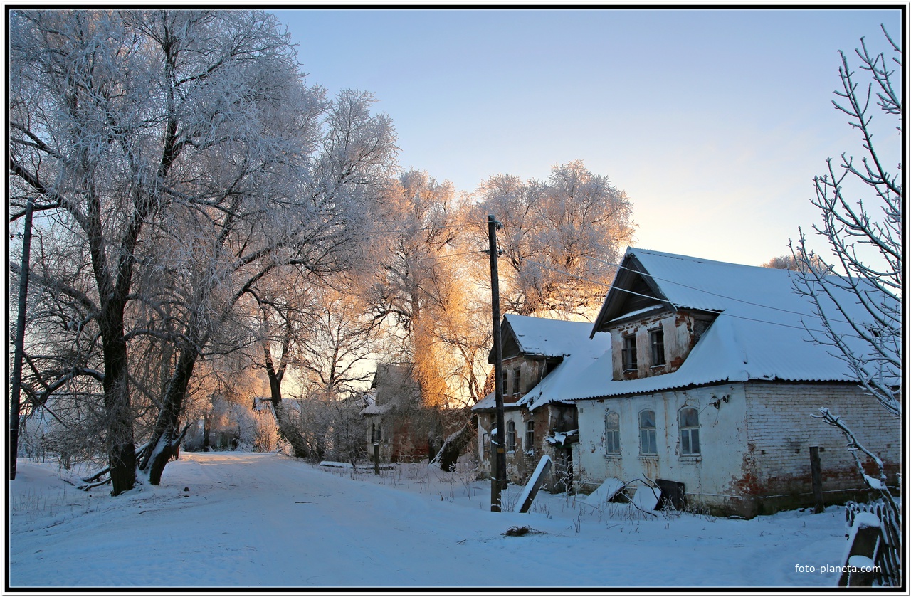 Старые ветлы.