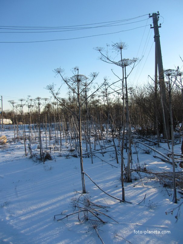 Заполье, лесопилка