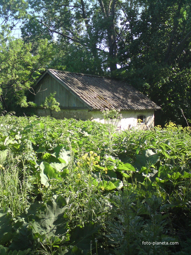 В зарослях