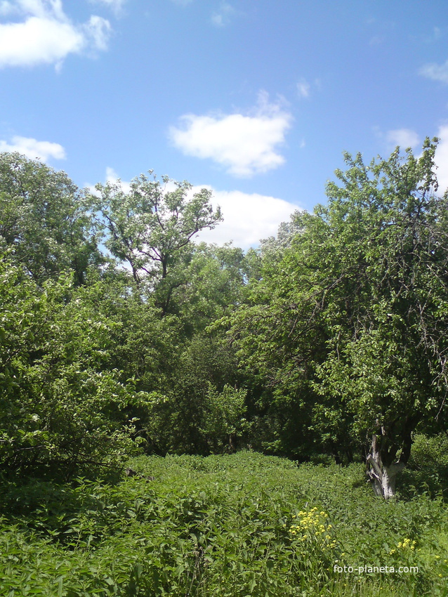 Кубань. Яблоневый сад май 2012
