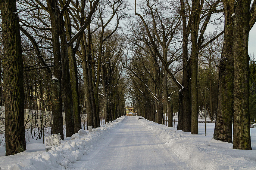 Аллея в парке