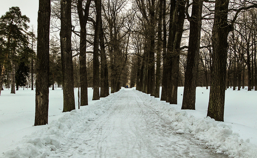 Аллея в парке