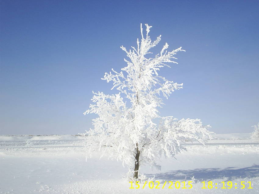 Хрустальное дерево зимой