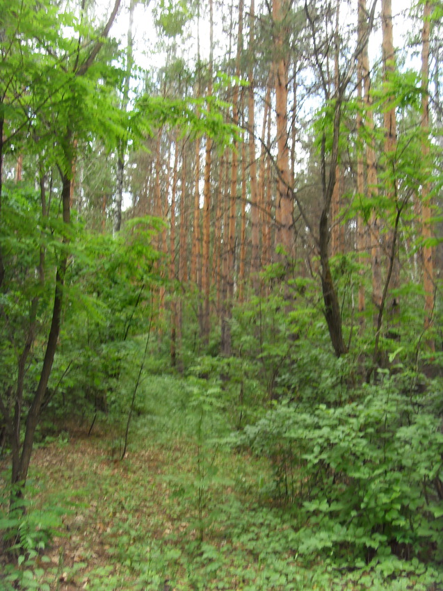 Лагерный лес