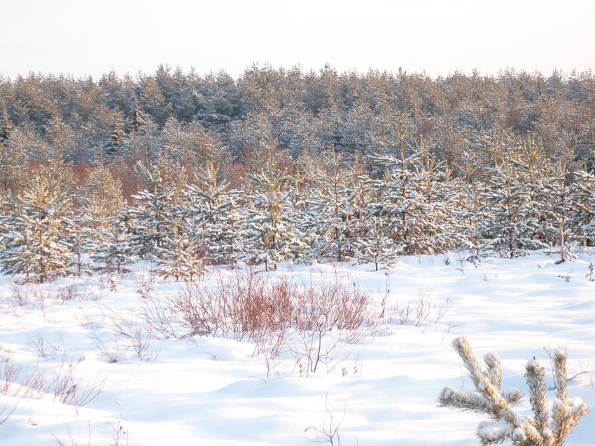 вид из Петровского