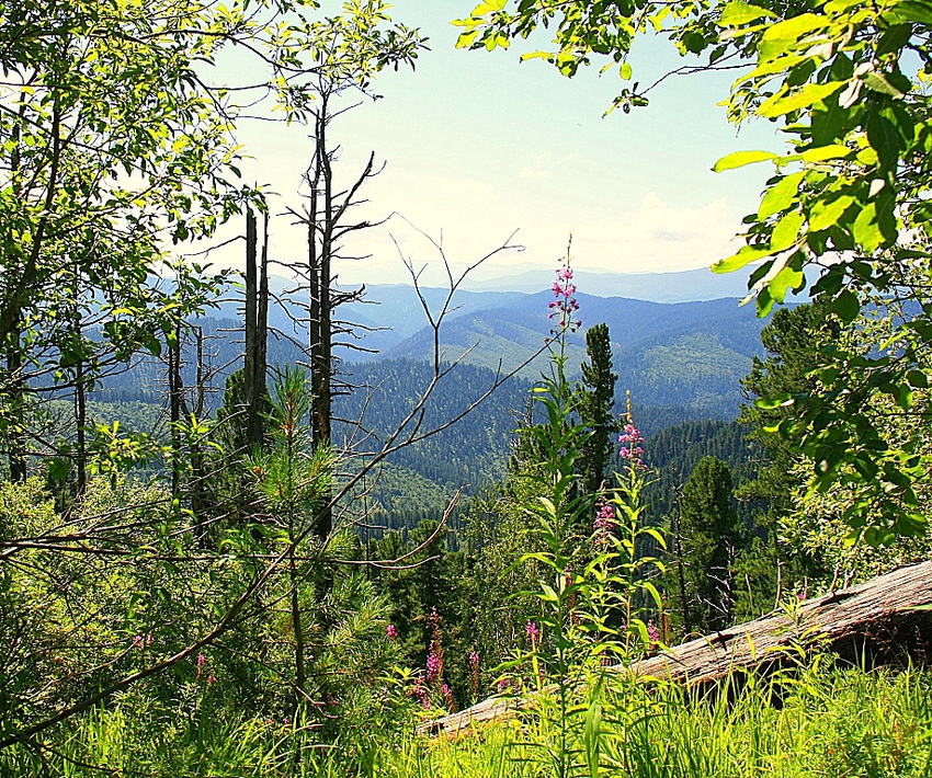 ГОРНЫЙ  АЛТАЙ.