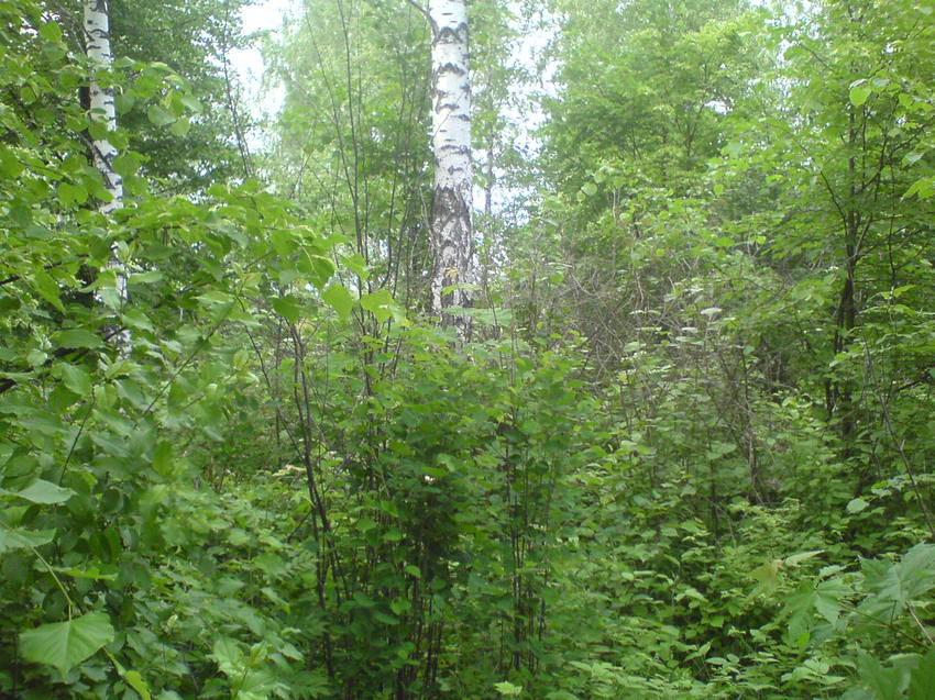 Заросший парк в Затишье