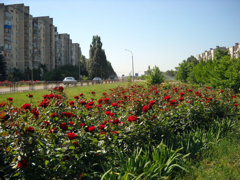 Армянск в цветах