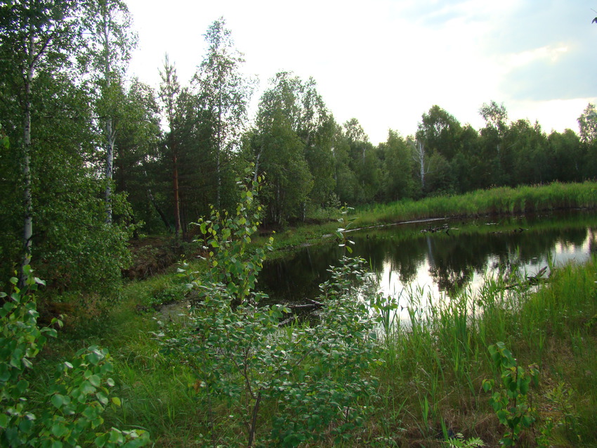 торфяное озеро