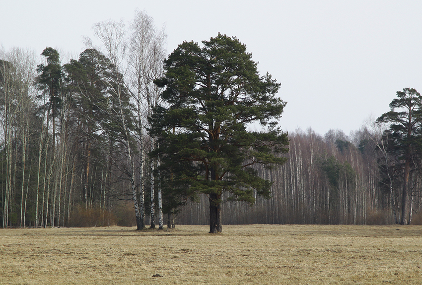 Павловский парк