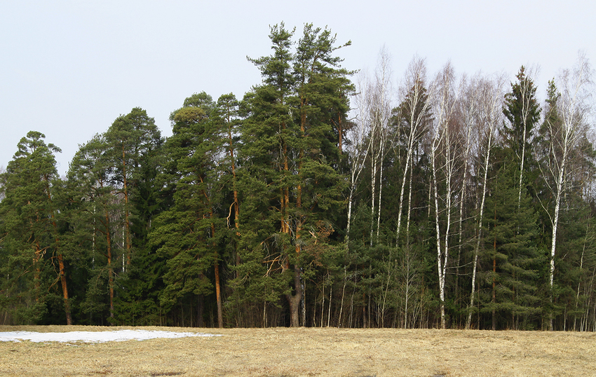 Павловский парк