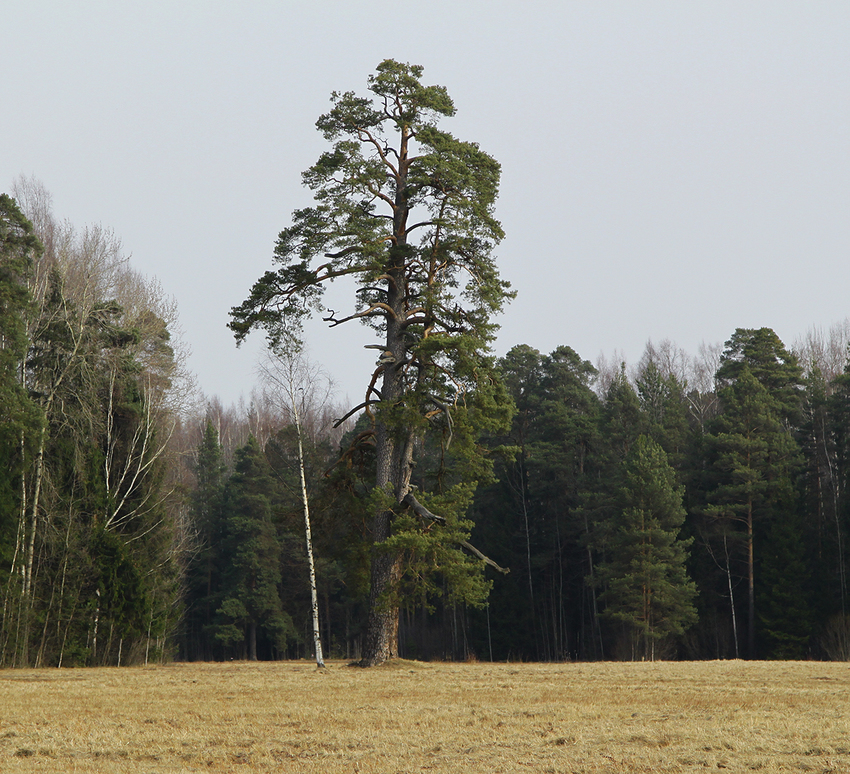 Павловский парк