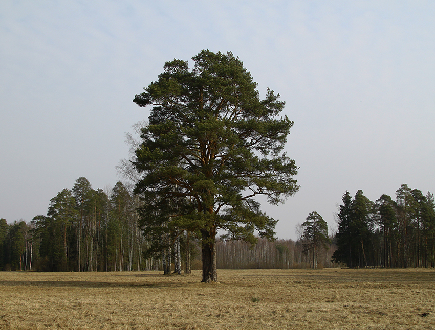 Павловский парк
