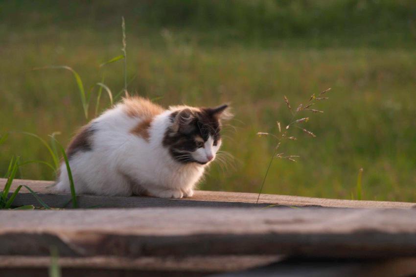 Домашняя кошка - жительница села.