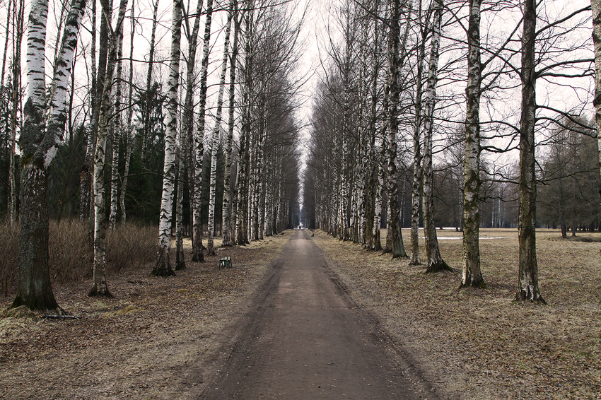 Аллея в парке