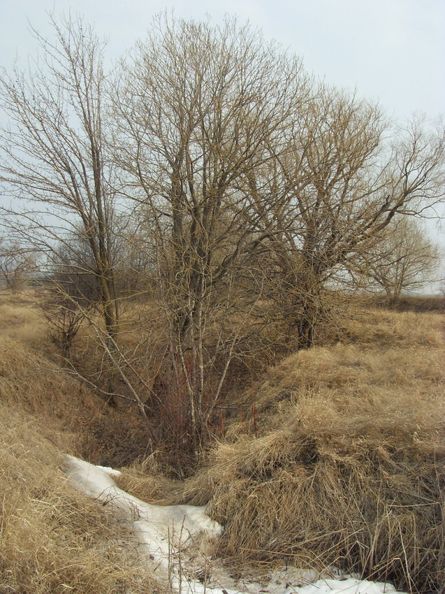 Мартовский снег в оврагах
