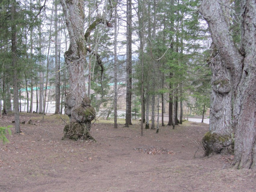 церковный сад