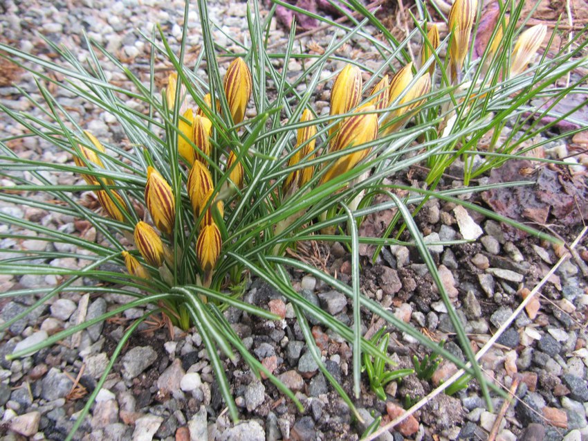 Куремяэ. На территории Успенского Пюхтицкого женского монастыря.