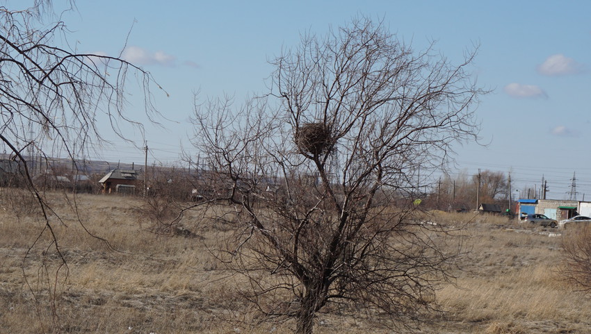 Сады-огороды...
