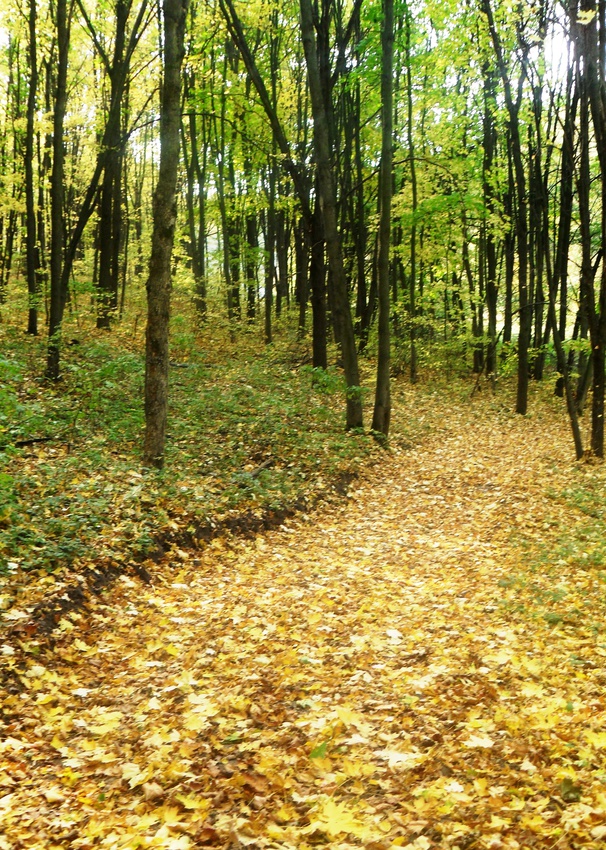осінь2 012 у лісі